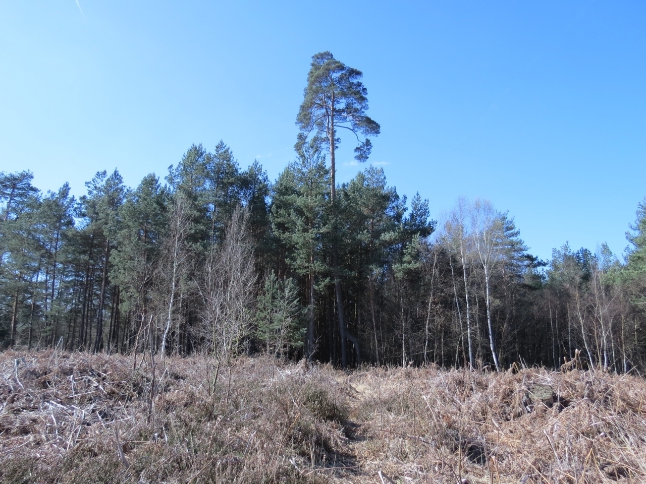 2012 04 21 Ornitho à Gambaiseuil 17